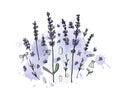Lavender set composition in doodle style. Royalty Free Stock Photo