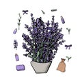 Lavender set composition in doodle style. Royalty Free Stock Photo