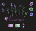 Lavender set - flowers, buds, branches, seeds, heart, palette and lettering. Botanical picture, watercolor isolated on black Royalty Free Stock Photo