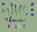 Lavender set with flowers, buds, branches, seeds, heart, palette and lettering. Botanical picture, watercolor isolated on olive Royalty Free Stock Photo