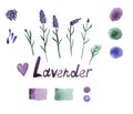 Lavender set with flowers, buds, branches, seeds, heart, palette and lettering. Botanical picture, watercolor isolated on white Royalty Free Stock Photo