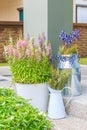 Lavender Shrubs in steel pots on stone steps Royalty Free Stock Photo