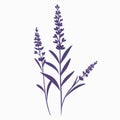 Lavender Silhouette Vector Flat Simple Identification Symbol