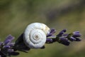 Lavender and snail Royalty Free Stock Photo