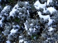 Lavender with snow caps in winter