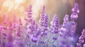 Lavender on soft, dreamy background. Summer banner