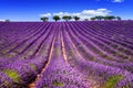 LAVENDER IN SOUTH OF FRANCE Royalty Free Stock Photo