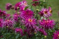 Lavender spider mums in Parisian park