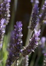 Lavender spikes in the Garden.