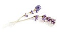 Lavender sprigs