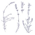 Lavender sprigs on white background Royalty Free Stock Photo