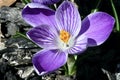 Lavender Spring Crocus