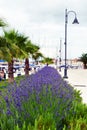 Lavender in Stari Grad on Hvar island, Croatia