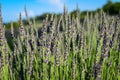 Lavender Stems on the lavender field in Vojvodina, Serbia Royalty Free Stock Photo