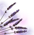 Lavender stems isolated on white Royalty Free Stock Photo