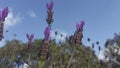 Lavender stems seen over blue sky with clouds Royalty Free Stock Photo