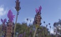 Lavender stems seen over blue sky with clouds Royalty Free Stock Photo