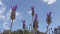 Lavender stems seen over blue sky with clouds Royalty Free Stock Photo