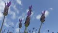 Lavender stems seen over blue sky with clouds Royalty Free Stock Photo