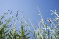 Lavender stems seen over blue sky Royalty Free Stock Photo