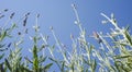 Lavender stems seen over blue sky Royalty Free Stock Photo