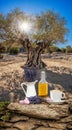 Lavender still life against olive tree in Provence, France Royalty Free Stock Photo