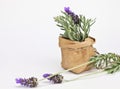 Lavender Royalty Free Stock Photo
