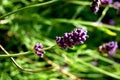 Lavender in stunning purple standing out from the grass.