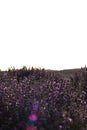 Lavender in the sun. Lavender field, bushes with purple flowers. Summer landscape, sunset. Postcard, macro photo Royalty Free Stock Photo