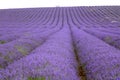 Lavender and sunflower field in Hitchin, England