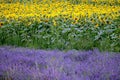 Lavender and sunflower field in Hitchin, England