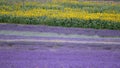 Lavender and sunflower field in Hitchin, England Royalty Free Stock Photo