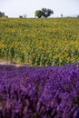 Lavender and sunflower field Royalty Free Stock Photo