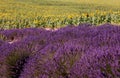 Lavender and sunflower field Royalty Free Stock Photo