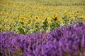 Lavender and sunflower field Royalty Free Stock Photo