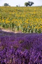 Lavender and sunflower field Royalty Free Stock Photo