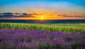 Lavender and sunflower field at sunset in the Provence. Royalty Free Stock Photo