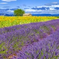 Lavender and sunflower field Royalty Free Stock Photo