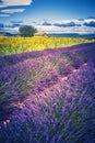 Lavender and sunflower field with tree in France Royalty Free Stock Photo