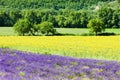 Lavender and sunflower fields