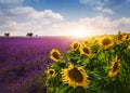 Lavender and sunflowers fields