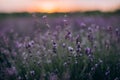 Lavender at sunset on a blurred background of a purple field. Aromatherapy Natural cosmetic. Soft focus. Provence.