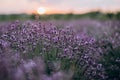 Lavender at sunset on a blurred background of a purple field. Pastel shades. Aromatherapy Natural cosmetic. Soft focus.