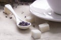 Lavender tea in white ceramic spoon with pieces of sugar, textile background.