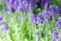 Lavender tender violet flowers. Lavender field. Gardening planting plants and botany. Floral shop. Growing lavender Royalty Free Stock Photo