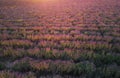 Meadow of lavender Royalty Free Stock Photo