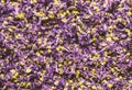 Lavender texture