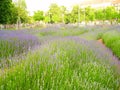 Lavender Royalty Free Stock Photo