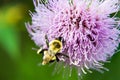 Lavender Thistle Bloom and Bumble Bee Royalty Free Stock Photo