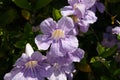 Lavender trumpet vine,